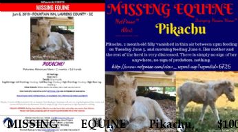 MISSING EQUINE Pikachu, $1000 REWARD - Located 6/12/2019 Near Fountain Inn, SC, 29644